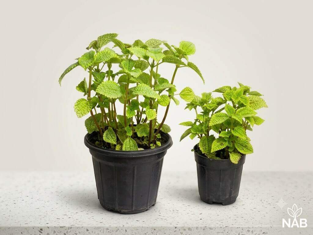 پیله آ حوله ای