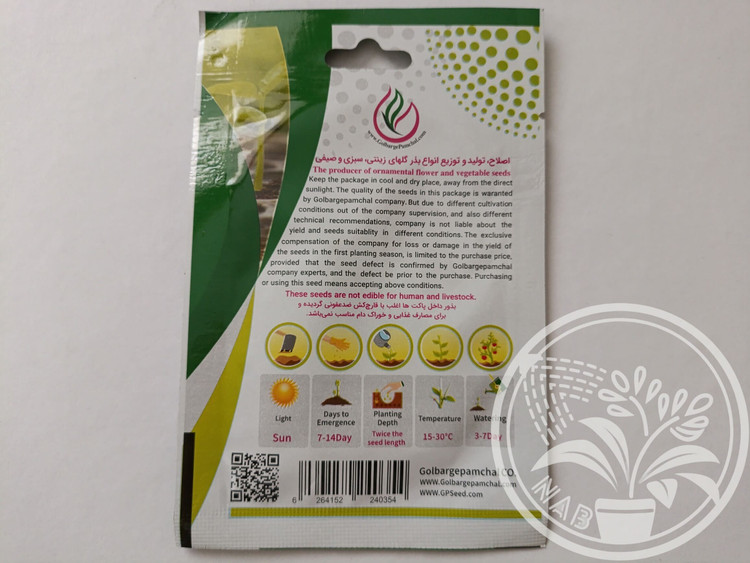 بذر خیار چنبر جی پی سید