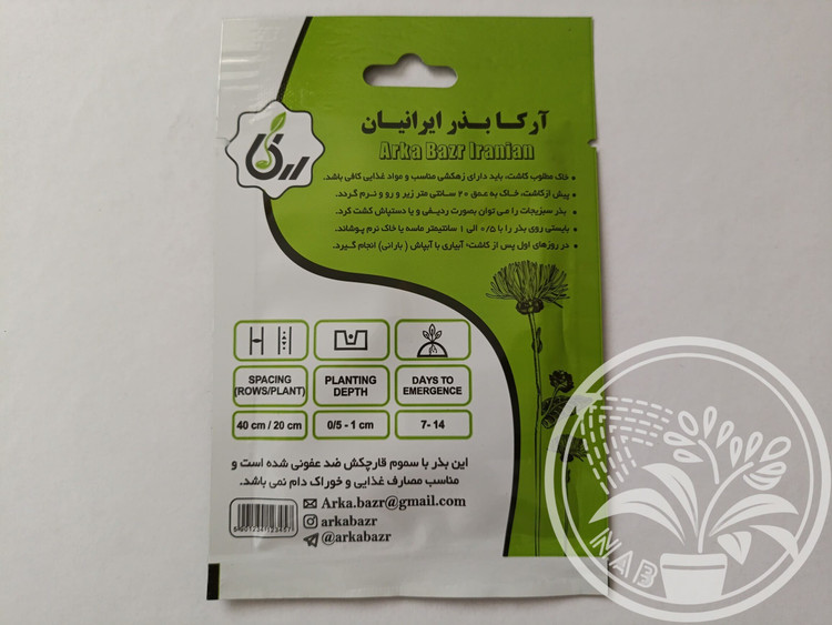 بذر کلم پیچ سفید آرکا بذر